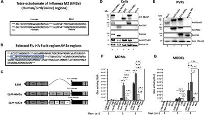 Development and characterization of influenza M2 ectodomain and/or hemagglutinin stalk-based dendritic cell-targeting vaccines